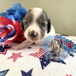 Piper - Piebald female Dachshund puppy in Adamsville, Tennessee from Shiloh Ridge Dachshunds