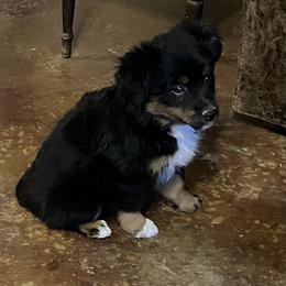 Xanthia - Black tri female Miniature Australian Shepherd puppy in Godley, Texas from Nana and Paws Aussies