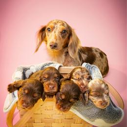 Havana - Dapple female Dachshund puppy in Hialeah, Florida from Slinky Doxie 305