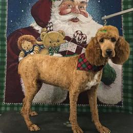 Molly - Poodle