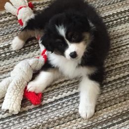 Australian Shepherd Puppies from SnowRidge Australian Shepherds