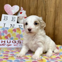 Rose - Maltipoo puppy from Durham's Designer Poos
