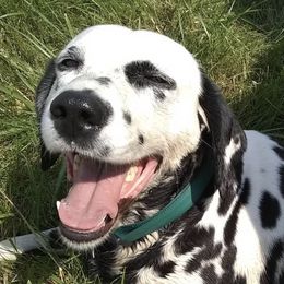 Dalmatians from Laura's Dalmatians