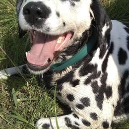 Dalmatians from Laura's Dalmatians