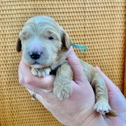 "January at 2 Weeks" Goldendoodle Puppies from Our Golden Willow