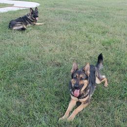 German Shepherds from The Shepherds' House