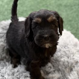 Muffin - Tri-color female Australian Labradoodle puppy in Londonderry, New Hampshire from Granite State Labradoodles