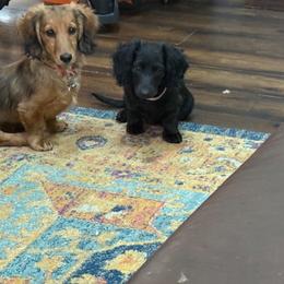 Cannoli - Dachshund