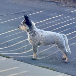 Australian Cattle Dog Puppies from Tin Roof Australian Cattle Dogs