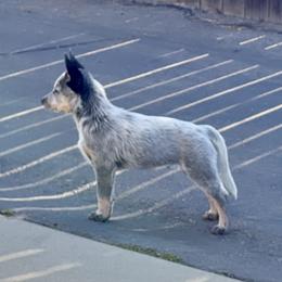 Australian Cattle Dog Puppies from Tin Roof Australian Cattle Dogs