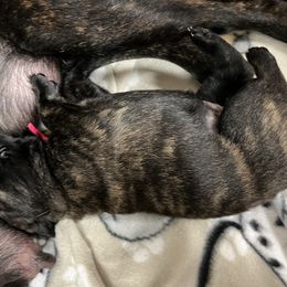 Dutch Shepherd Puppies from Stone Age K9