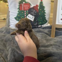 Celo - Chocolate and tan male Dachshund puppy in Dawson, Alabama from Bells Dashing Dachshunds