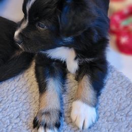 Australian Shepherd Puppies from Summit Australian Shepherds