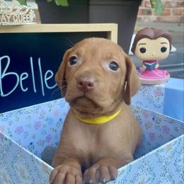Belle - Golden rust female Vizsla puppy in Bloomington, Indiana from Envizion