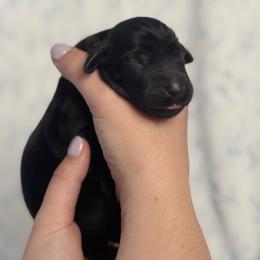 Pink Girl - Black female Flat-Coated Retriever puppy in Mechanicsville, Virginia from Flatline Flat-Coated Retrievers