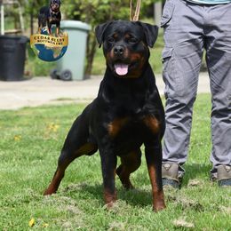 Selma - Rottweiler