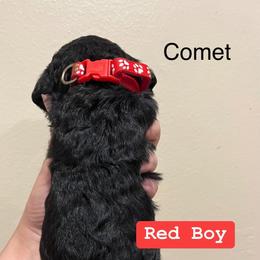 Poodle Puppies from Semmy’s standard Poodle