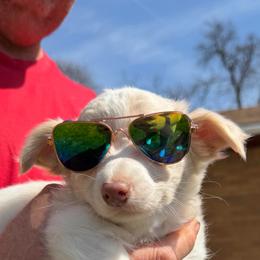 Marshall (overbite discount) - Silver male Chihuahua puppy in Seneca, Missouri from Stephanie’s Puppy Colony