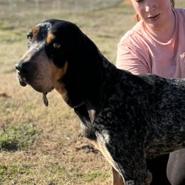 Pearl - Bluetick Coonhound