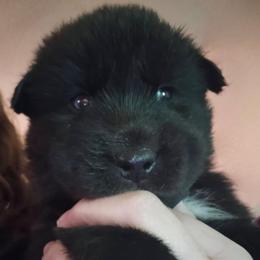 Stealth - Black male Siberian Husky puppy in Urbana, Ohio from Fairhaven's Siberian Huskies