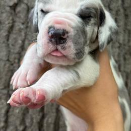 Mowgli - Blue and white male Great Dane puppy in Michigan from Ohana Great Danes of Michigan