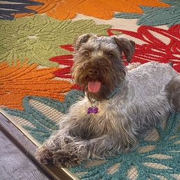 Zena - Miniature Schnauzer