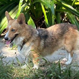 Paige - American Corgi