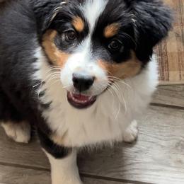 Gala - Black tri-color female Australian Shepherd puppy in Kearney, Nebraska from Helix Aussies