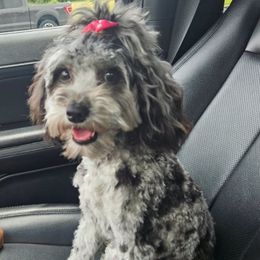 Mazzy - Goldendoodle