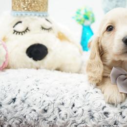 Hercules - Cream male Dachshund puppy in Big Rapids, Michigan from 30 Acre Woods Dachshunds