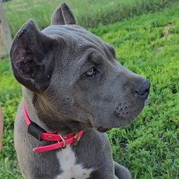 Pink - Gray female Cane Corso puppy in Chestertown, Maryland from Willow Creek Cane Corsos