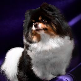 Companion Crosses and Pomeranians from West Coast Diva Pupz