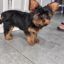 Loleez - Black and gold female Yorkshire Terrier puppy in Fort Myers, Florida from Katherine’s Yorkies and Poodles