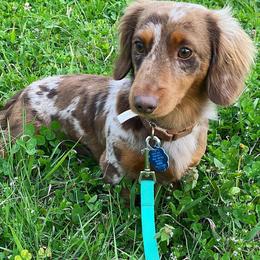 Dachshunds from Della’s Doxies