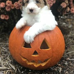 Australian Labradoodle Puppies from Chickadee Labradoodles