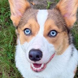 American Corgis from La Augies & Corgis
