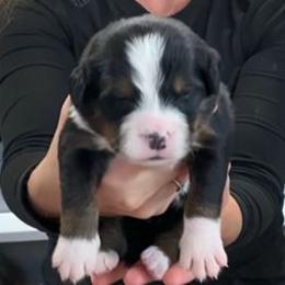 Orange Collar Girl - Black rust and white female Bernese Mountain Dog puppy in Bristol, Tennessee from Holston Hollow Farm