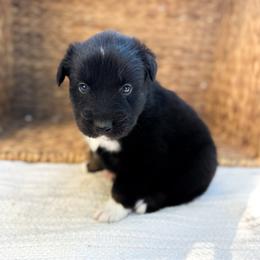 Porter - Black tri-color male Australian Shepherd puppy in Unionville, Iowa from Soap Creek Kennels