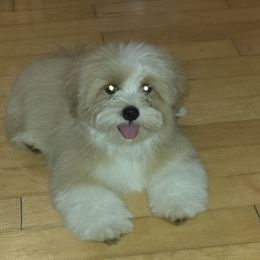 Cozy - Cream male Lhasa Apso puppy in Naples, Florida from Deborah's Lhasa Apsos
