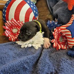 Girl 2 - Black female American Staffordshire Terrier puppy in Manton, Michigan from Freedom Amstaffs Legacies