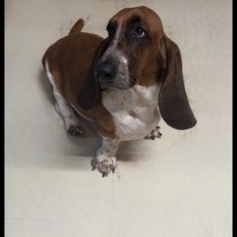 Lily - Basset Hound
