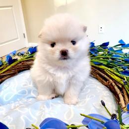 SugarRay - Cream male Pomeranian puppy in Irvine, California from Bon Bon Poms