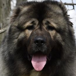 Flint  - Caucasian Shepherd Dog