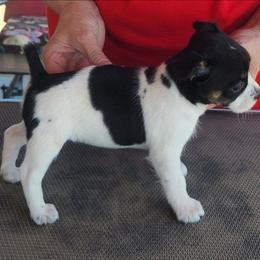 Buttons - Tri-colored female Parson Russell Terrier puppy in Apple Valley, California from Jumping Jack's Russell Terriers
