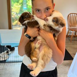 Washington - Red merle male Miniature American Shepherd puppy in Lincoln, Nebraska from Husker Mini Aussies