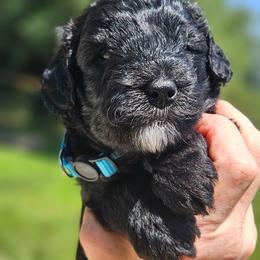 Blue collar - Black male Whoodle puppy in O'neill, Nebraska from Willowdale Doodles