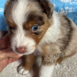 Boy 2 - Red merle male Australian Shepherd puppy in Waikoloa Village, Hawaii from Breeze n Aussies