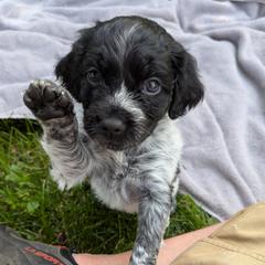 Girl 2 - Black and white female French Brittany puppy in Reedsburg, Wisconsin from Winterdream Kennel