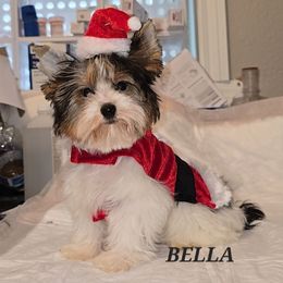 BELLA - Black tan and white female Biewer Terrier puppy in Modesto, California from Granny's yorkshire Terrier Modesto California