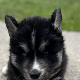 Pomsky and Siberian Husky Puppies from Osiris’s Siberians & Pomskies